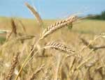Синоптики прогнозируют ухудшение урожая в Одесской области из-за обильных осадков
