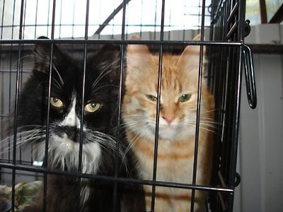 Московский приют для кошек "превратился в концлагерь" (ФОТО) / Волонтеры опасаются массовой гибели животных