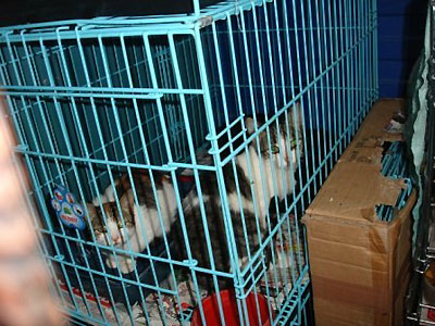 Московский приют для кошек "превратился в концлагерь" (ФОТО) / Волонтеры опасаются массовой гибели животных