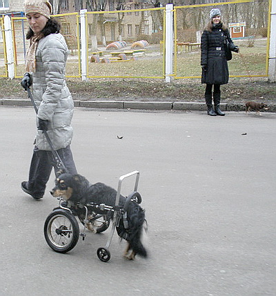 В Киеве на праздники массово проводят вакцинацию домашних животных против бешенства (ФОТО) / Жителям столицы запрещено вывозить кошек и собак за границу