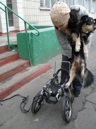 В Киеве на праздники массово проводят вакцинацию домашних животных против бешенства (ФОТО) / Жителям столицы запрещено вывозить кошек и собак за границу