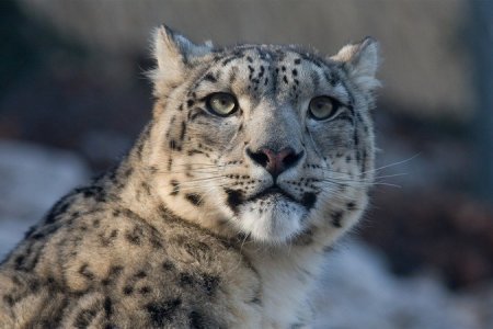 На Алтае от рук браконьеров погибла самка снежного барса