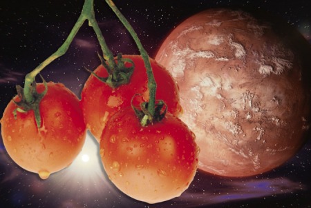 Марсианские помидоры оказались съедобными