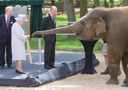 Королева Елизавета познакомилась с названной в её честь слонихой