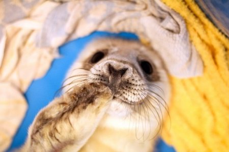 В Ленобласти спасли от гибели маленького тюлененка