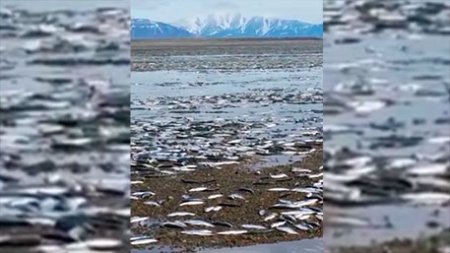 Сельдь массово выбрасывается на берег в Магаданской области: видео