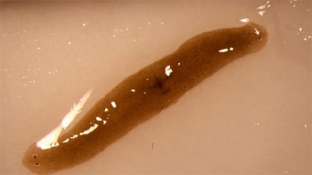 Ученые привезли из космоса двухголового червя-мутанта