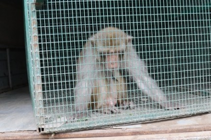 Под Рязанью нашли обезьяну, которая сбежала из цирка и укусила женщину