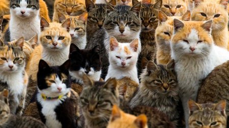 Ученые определили пять характеров кошек