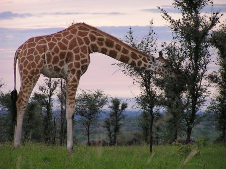 Раскрыто истинное предназначение длинной шеи жирафа