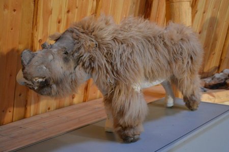 В Москву привезли шерстистого носорога Сашу, возраст которого 34 тысячи лет