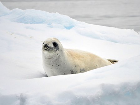 Спасенный на Гогланде тюлененок-сирота взрослеет на глазах (фото)