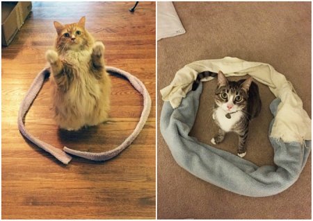 Коты всегда садятся в круг: в Сети провели смешной эксперимент
