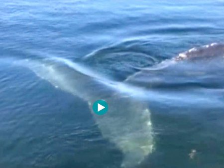 Петербуржцев поразил горбатый кит в Выборгском заливе (фото)