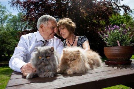 Профессор развёлся с женой из-за кошек, но когда они снова сошлись, их было 40