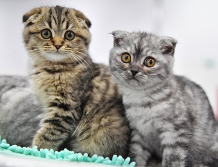 Российские учёные собираются спасти людей от аллергии на кошек