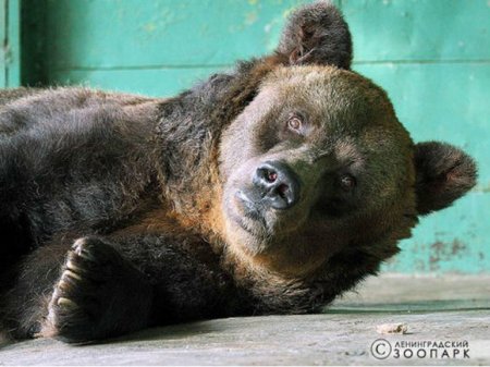 В Волгоградской области цирковой медведь напал на дрессировщика