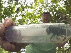Найдена особь крупнейшей в мире пчелы, которая считалась вымершей