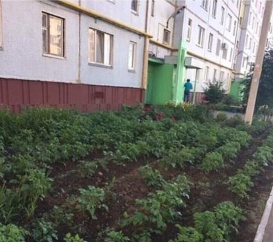 В Киеве у жилого дома на клумбе вместо цветов посадили картошку