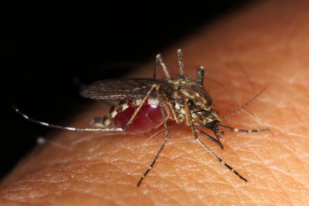 В Африке генномодифицированные комары займутся истреблением сородичей