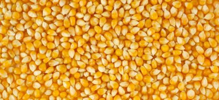 Япония покупает бразильскую кукурузу вместо американской