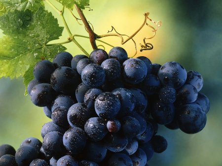 Медики рассказали о главной пользе винограда