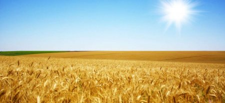 Американские пшеничные поля сократились почти до рекордных уровней