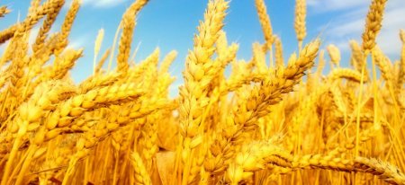 Во Франции до 19-летнего минимума сократится площадь посевов мягкой пшеницы