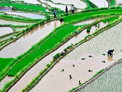 Китайские ученые собрали первый урожай "космического" риса