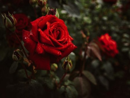 Садоводам объяснили, как бороться с перерождением розы в шиповник
